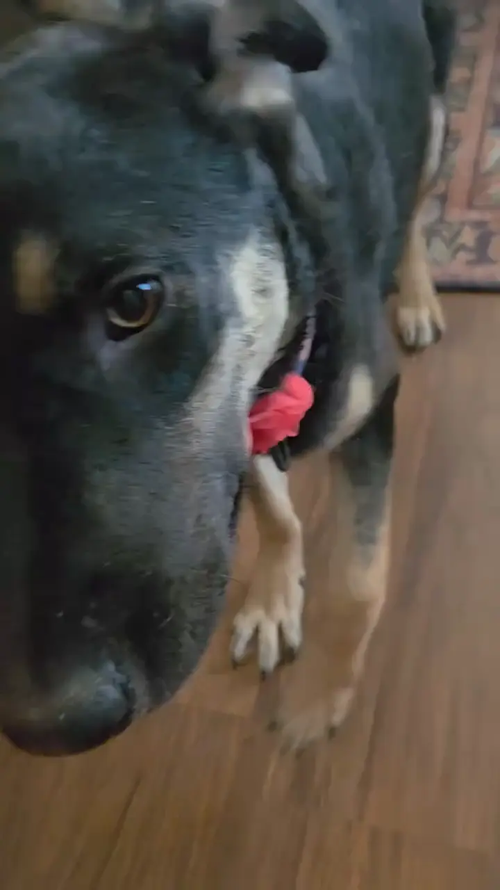 Annie, a black and tan shepherd mix with a pink collar, looking up at the camera on a wood floor