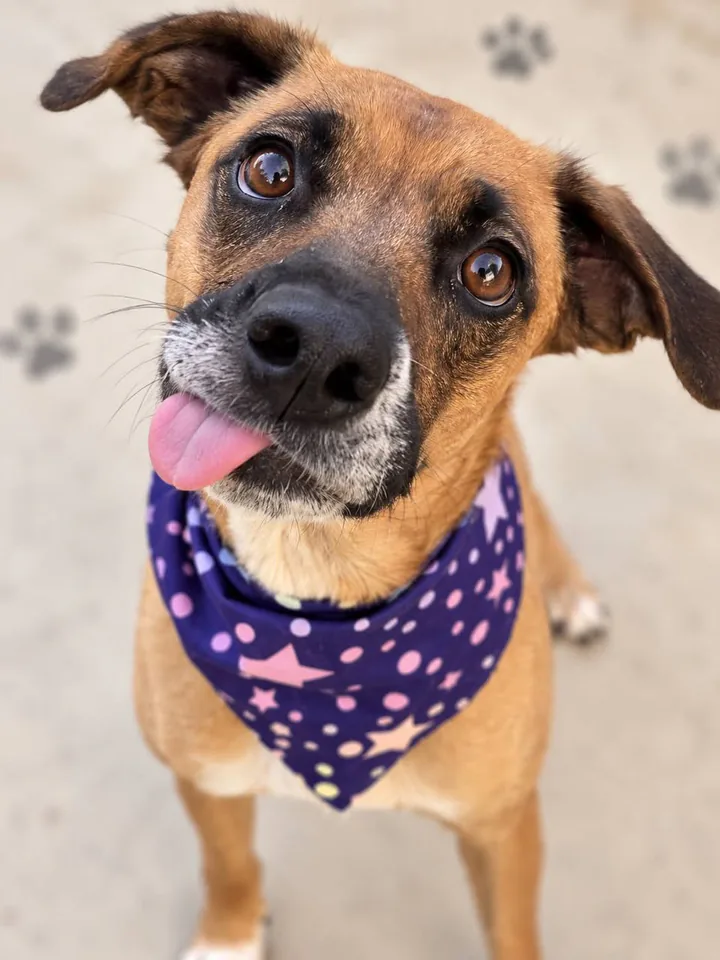 Birdie, a petite tan Black Mouth Cur mix in a purple star-print bandana, looking up at the camera with her tongue out