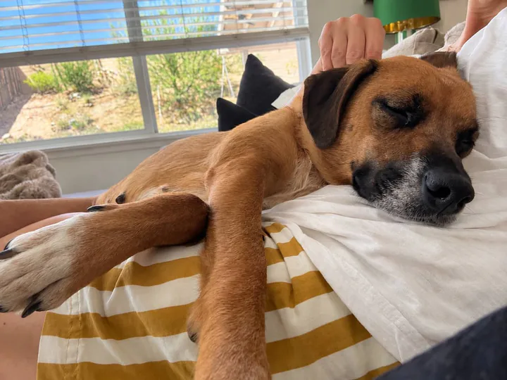 Birdie asleep on her foster mom's lap on a couch by a sunny window, one paw stretched out