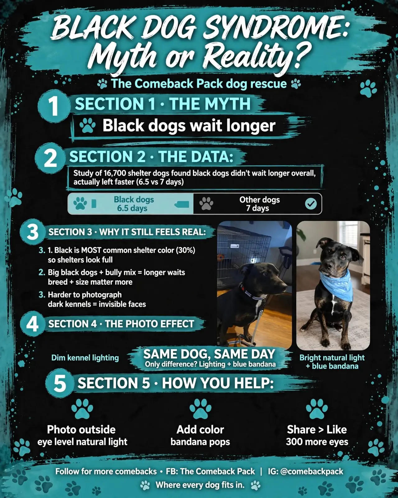 Infographic titled 'Black Dog Syndrome: Is It Real?' summarizing shelter-dog wait-time research and tips for photographing black dogs