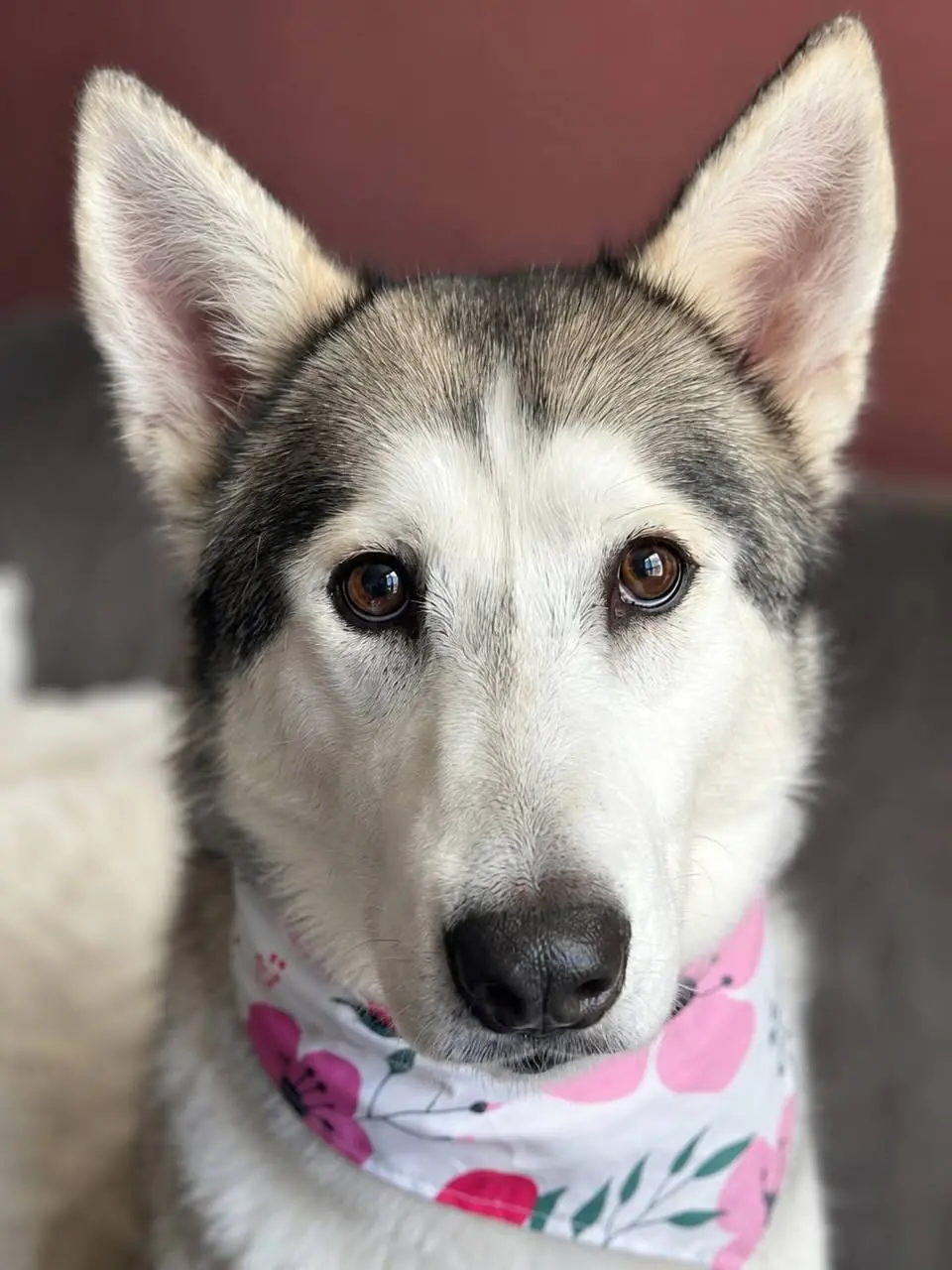 Willowdean, one of The Comeback Pack's comeback dogs