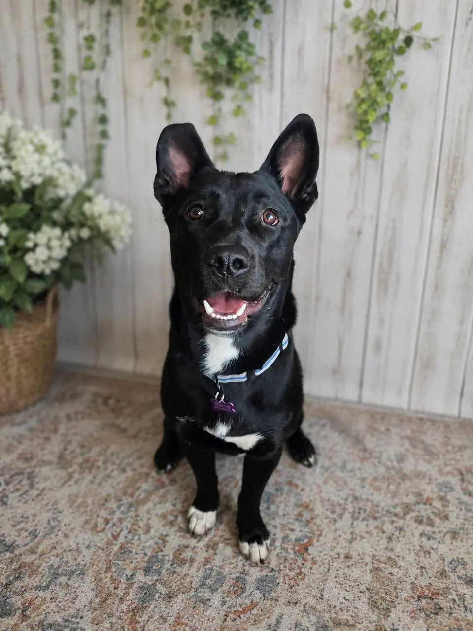 Dumplin', one of The Comeback Pack's comeback dogs, all smiles