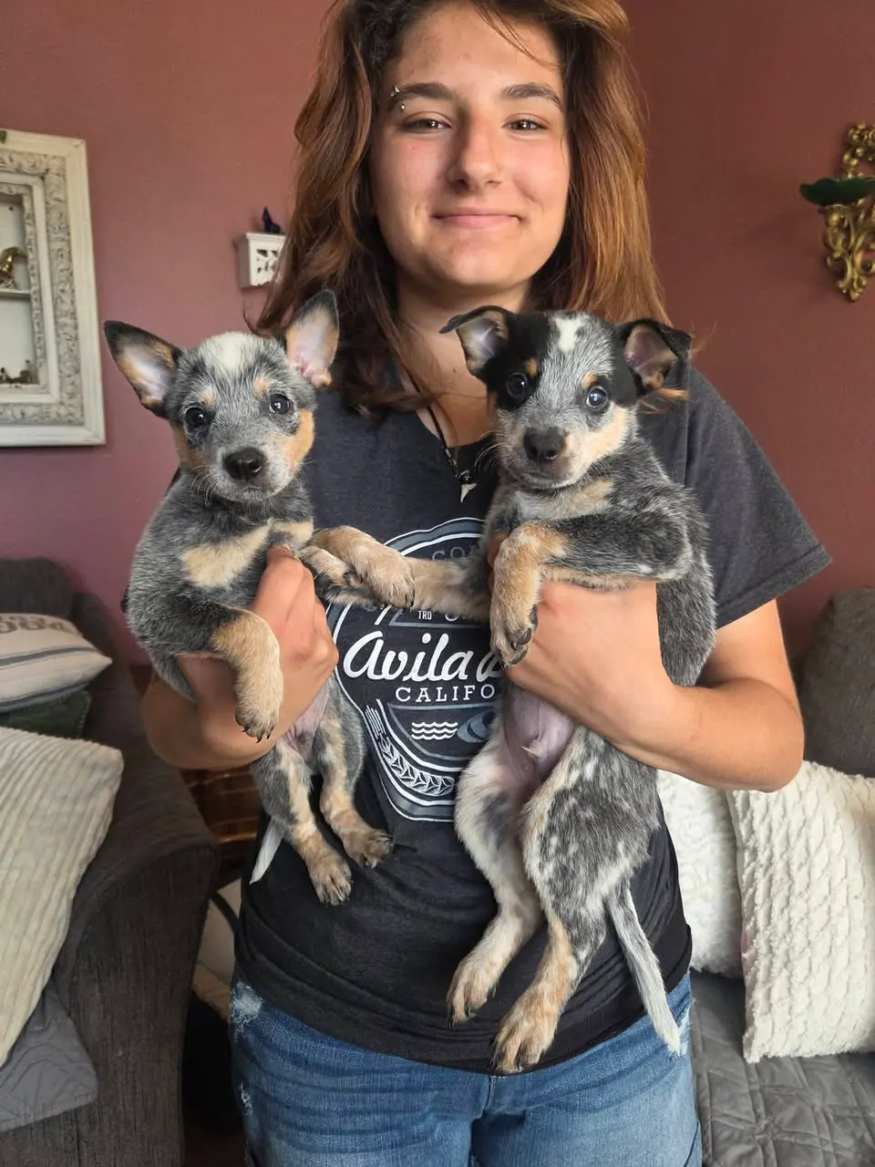 Sam and Dean, two Comeback Pack cattle dog (heeler) pups, getting mid-week snuggles from Vanessa