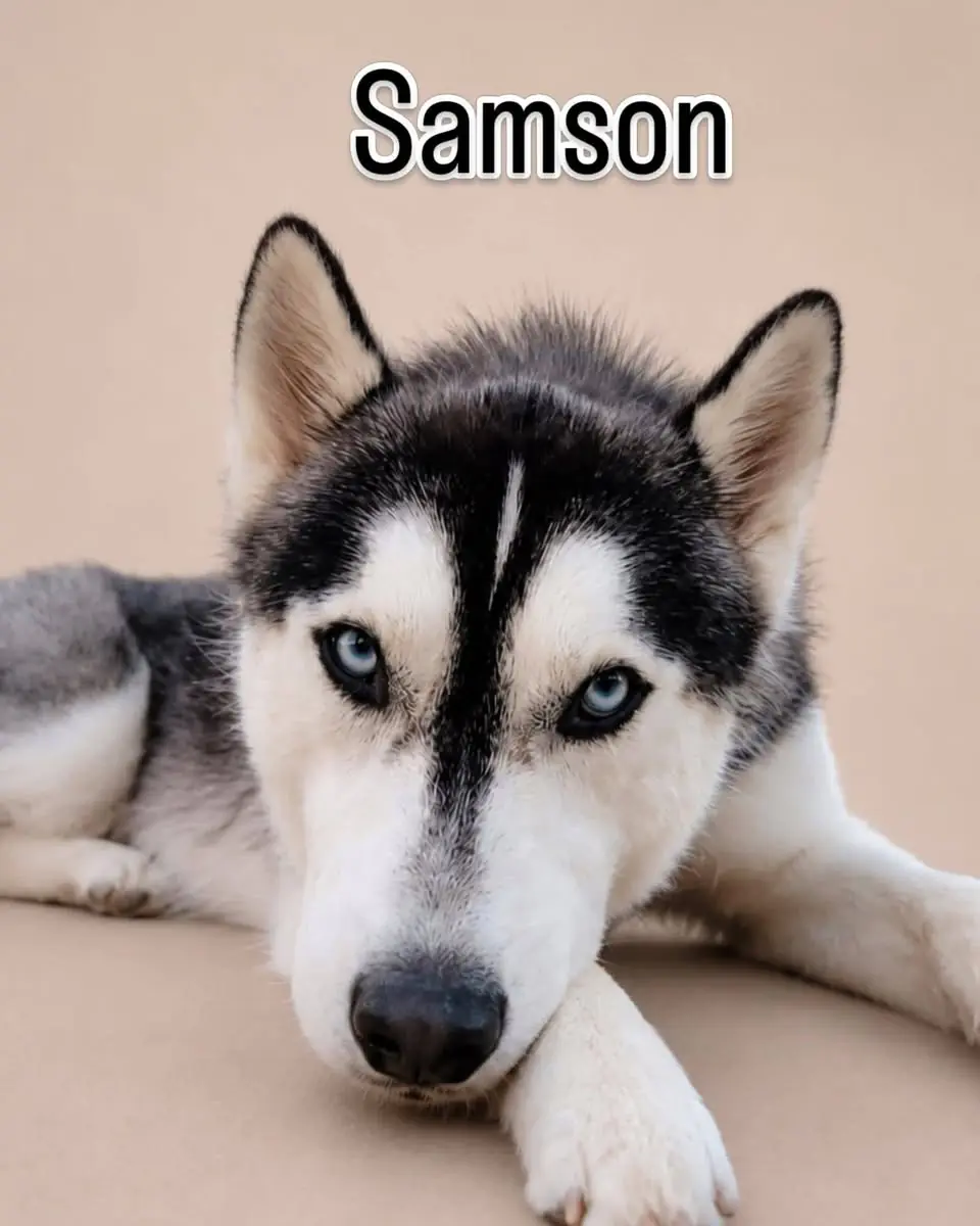 Samson, one of The Comeback Pack's comeback dogs