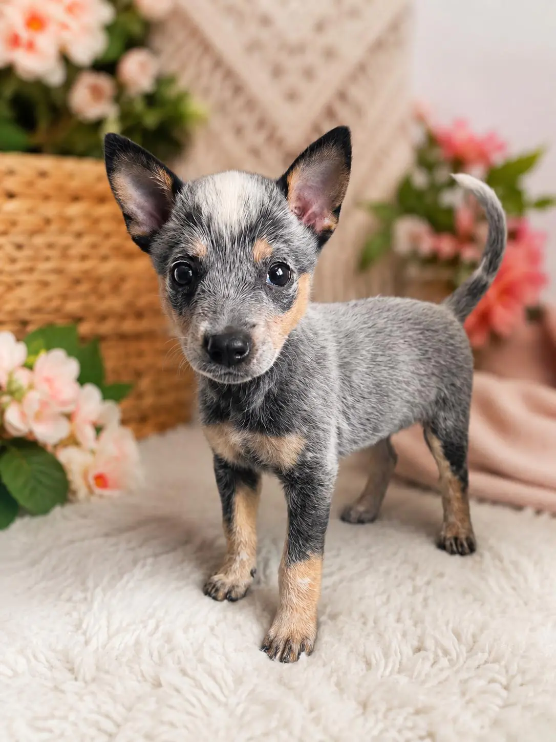 Dean Winchester, a Blue Heeler puppy, standing in front of a woven basket and flowers