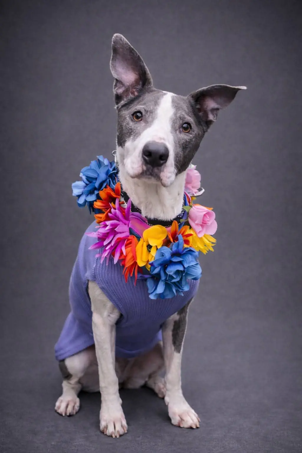 One of our fosters, dressed up for a photo shoot.