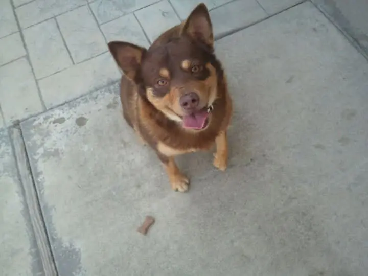 One of our foster pups, waiting patiently for a treat.