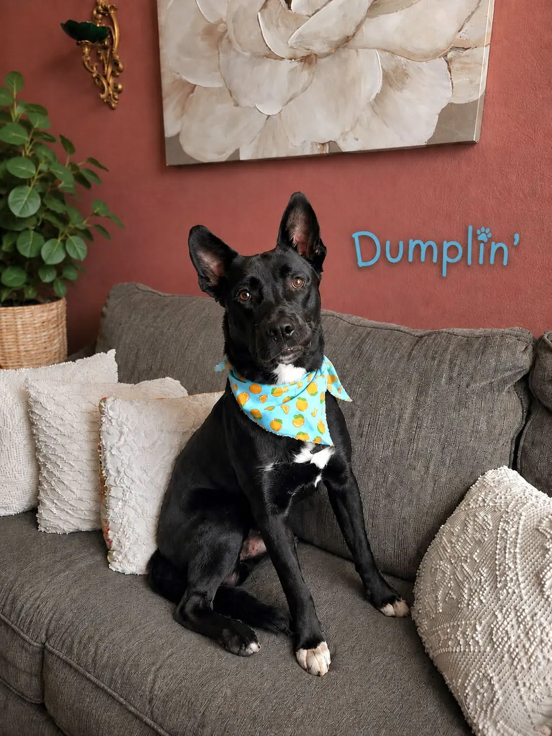 Dumplin' today, relaxing at home
