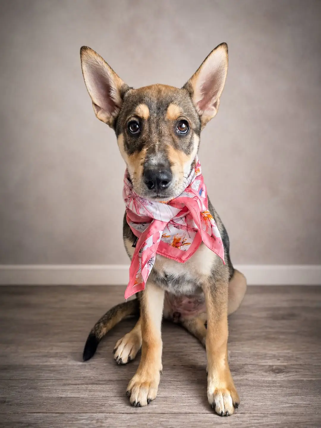 Fawn, a tan and black puppy with oversized ears and a dark mask across her face, sitting in a pink floral bandana