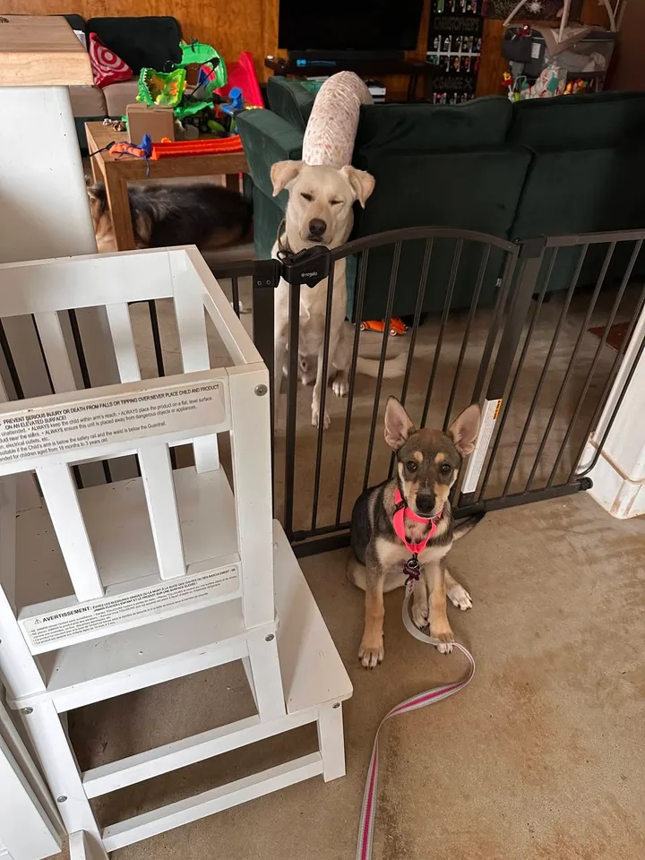 Fawn sitting on her leash beside a baby gate in her foster home, with one of the family's dogs resting just behind it