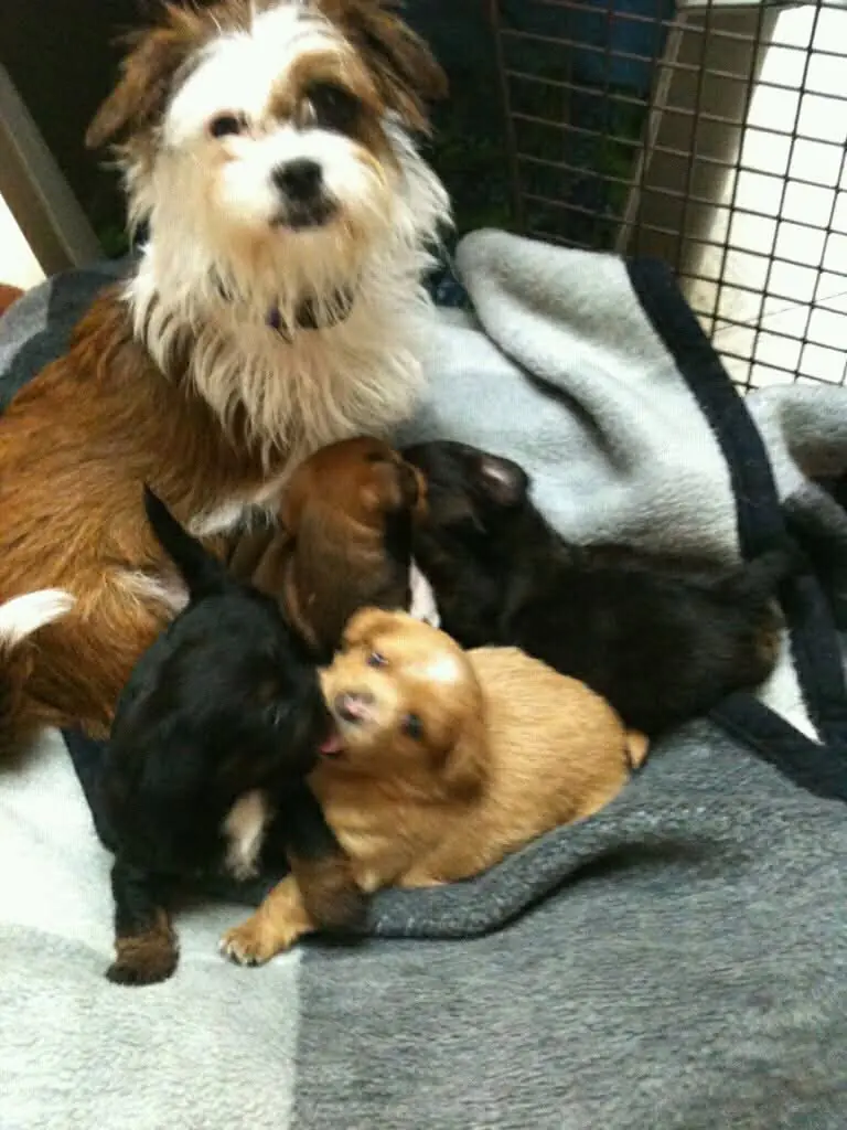 A foster mama dog with her newborn puppies.
