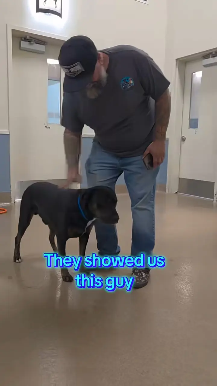 Rickey Henderson, a black rescue dog and The Comeback Pack's very first rescue, currently available for foster or adoption