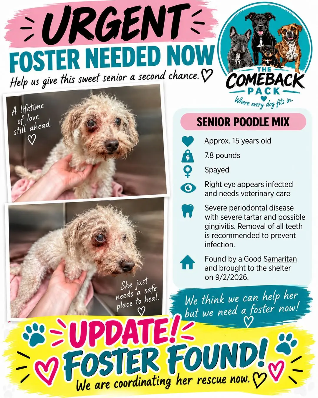 Urgent Foster Needed Now flyer for a tiny 15-year-old, 7.8-pound senior poodle mix with a matted coat, an eye that needs veterinary care, and severe dental disease, stamped with an update banner reading Foster Found, we are coordinating her rescue now