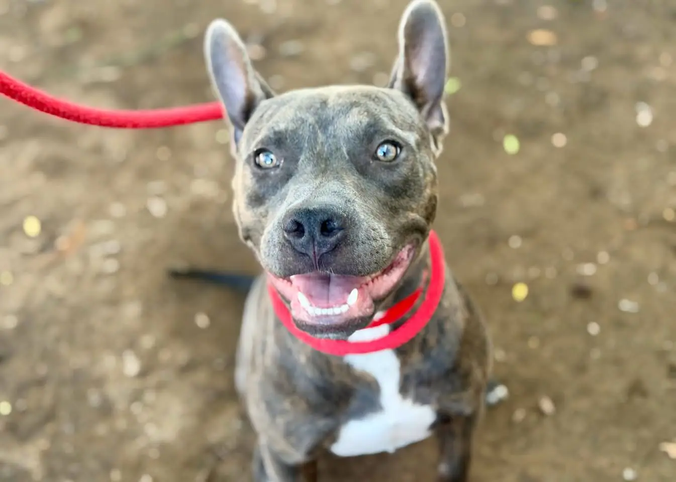 A brindle pit-mix puppy at the shelter in Murrieta, CA, one of the dogs The Comeback Pack has asked its community to foster