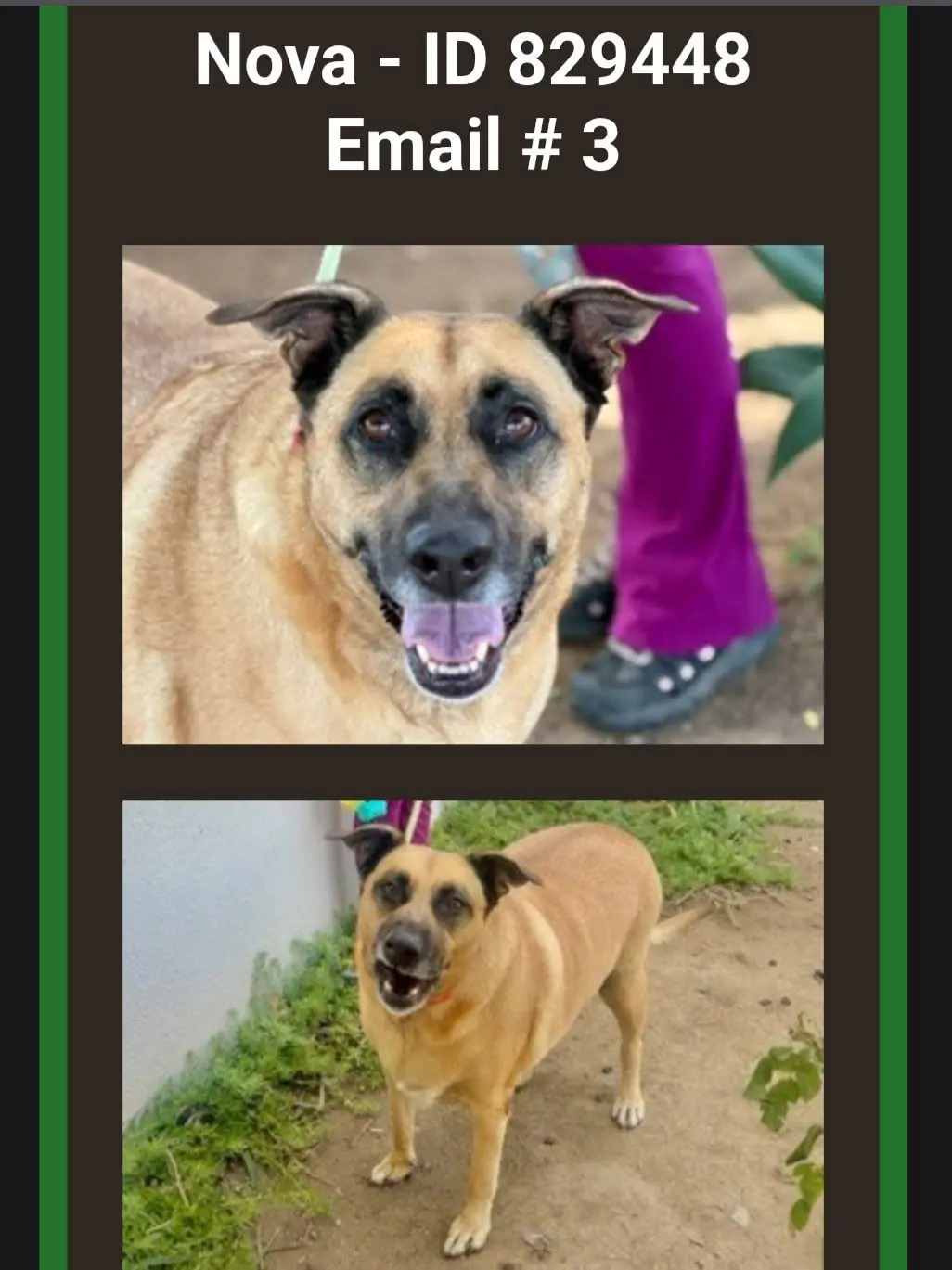 Shelter networking graphic headed "Nova - ID 829448, Email # 3", showing two photos of a large tan shepherd mix with a greying muzzle, one of the dogs The Comeback Pack has asked its community to foster