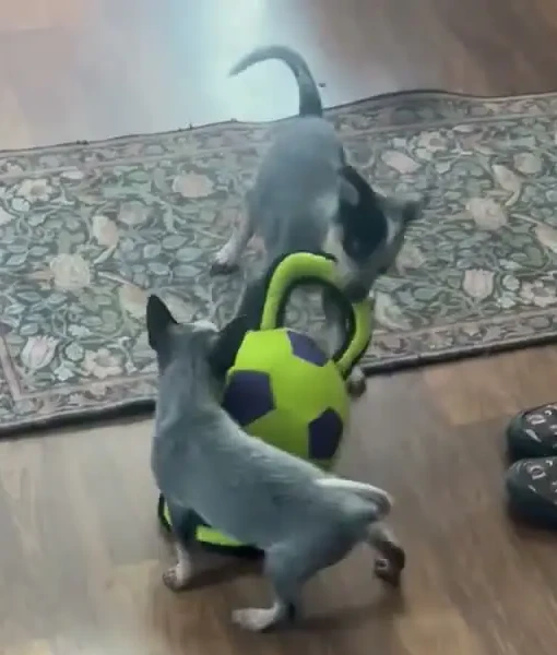 Sam and Dean, two foster puppies, playing together with a toy on the living room floor