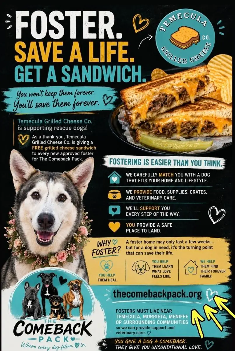 Foster flyer reading "Foster. Save a life. Get a sandwich." with a rescue dog, a grilled cheese sandwich, and the Temecula Grilled Cheese Co. logo