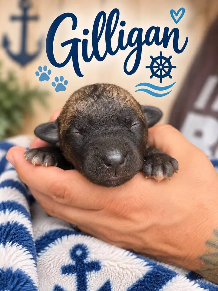 Gilligan, a newborn brindle puppy with his eyes still closed, cradled in a hand on a blue and white anchor-print blanket