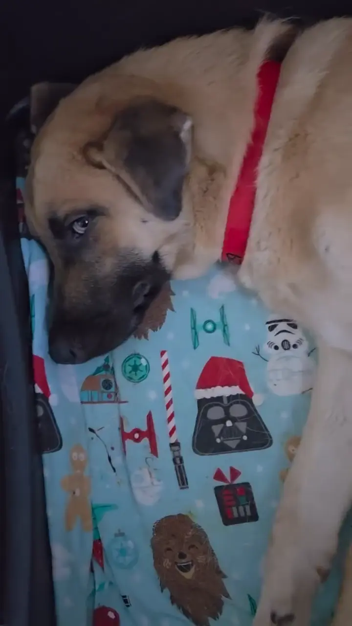 Ginger, a tan shepherd mix with a dark muzzle and a red collar, resting on a blanket and looking at the camera