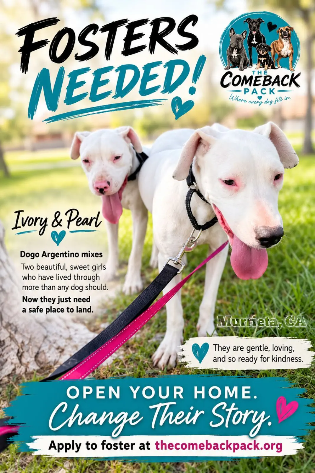 Fosters Needed flyer for Ivory and Pearl, two Dogo Argentino mix sisters The Comeback Pack hoped to welcome from Feeding Perris Strays