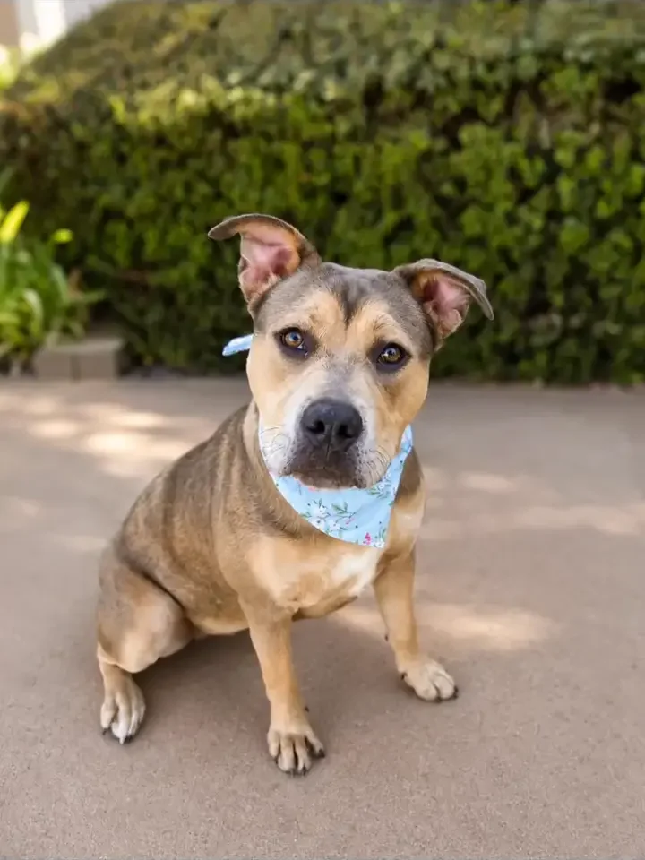 Phoenix, a tan and grey pit bull mix with one ear up, sitting on a patio in a light blue bandana and looking at the camera