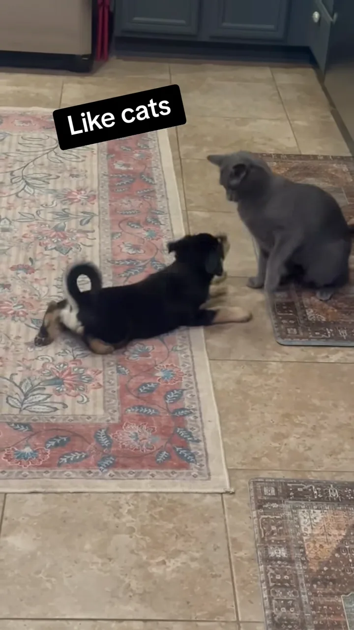 A small black and white puppy in a play bow on a living room rug beside a calm grey cat, with on-screen text reading "Like cats"