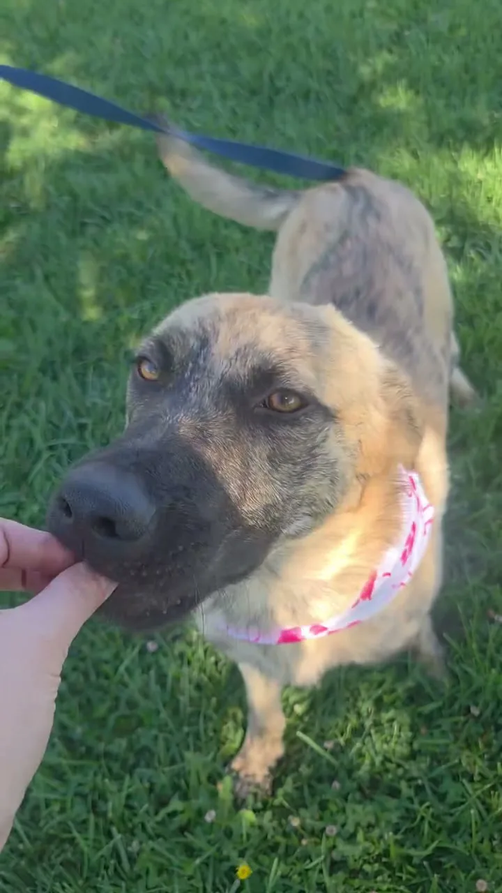 Pretty on a sunny lawn in her pink paw-print bandana, gently taking a treat from her foster mom's hand