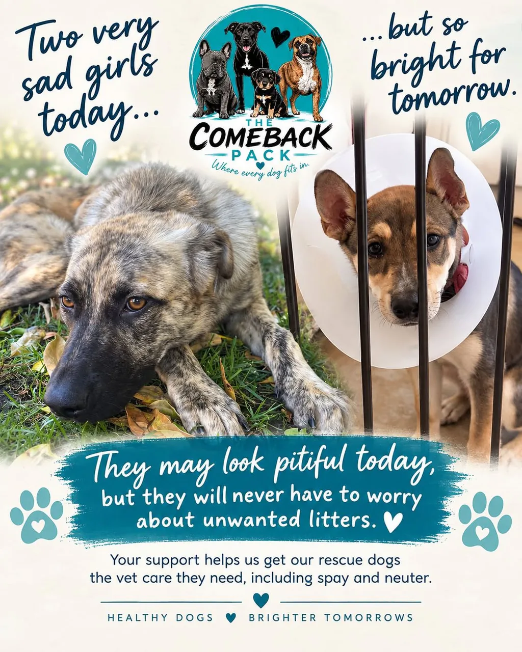 The Comeback Pack's "Two very sad girls today, but so bright for tomorrow" graphic, with Fawn and Pretty each wearing a recovery cone after their spay surgeries