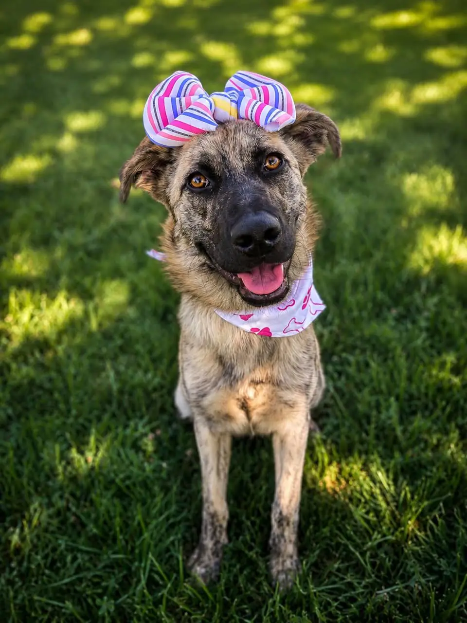 Pretty sitting on sunlit green grass, smiling with her tongue out in her striped bow headband and pink paw-print bandana