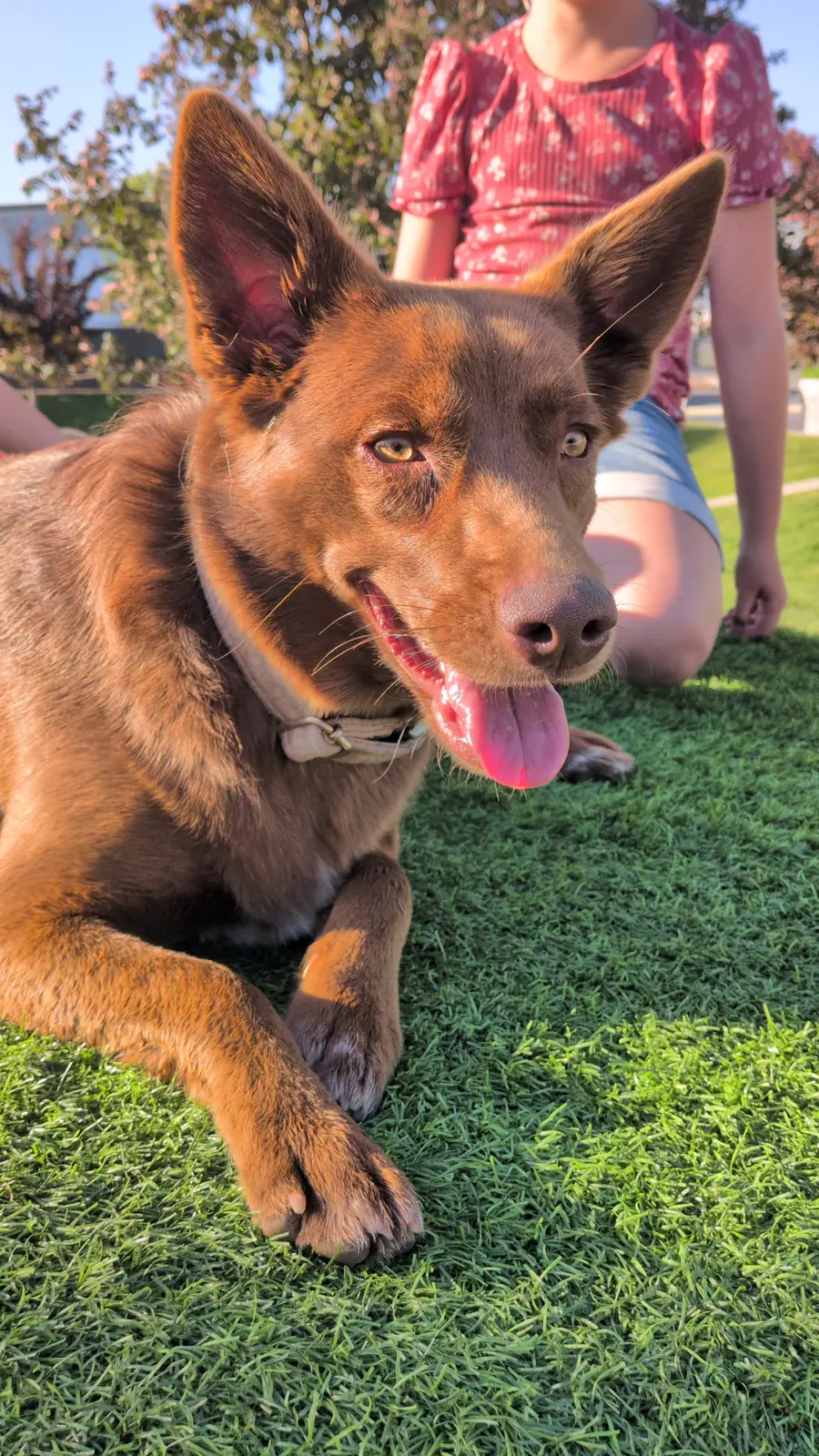 Sadie Rose, now a year and a half old, relaxing happily in the grass