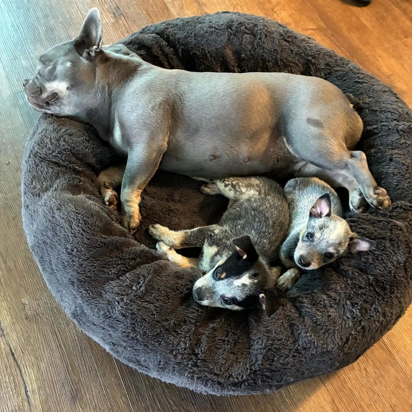Violet, a French Bulldog, cuddled up with foster puppies Sam and Dean in a plush dog bed