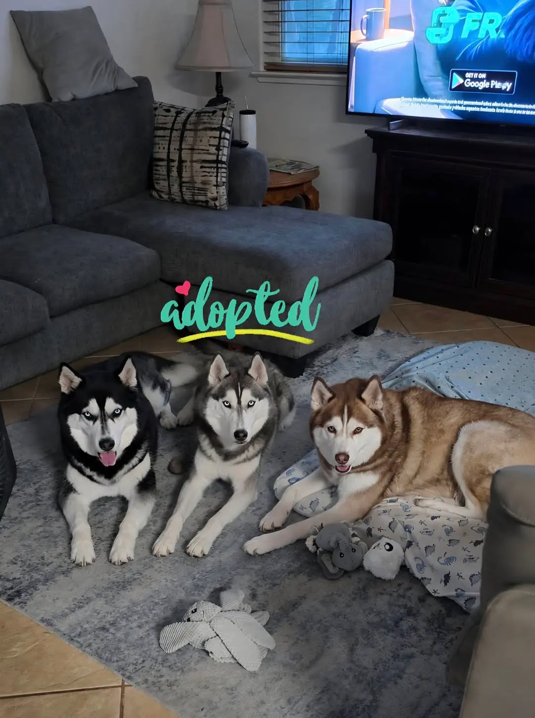 Samson, a red and white husky, lying with his two new husky siblings, with an "adopted" graphic overlay
