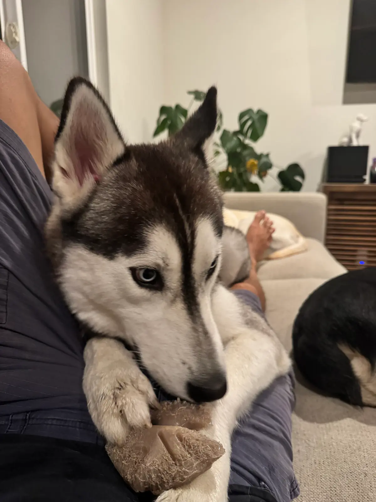 Samson snuggled up close on the couch with his foster family