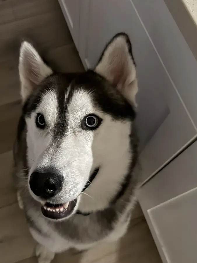 Samson, a husky, looking up with his ears perked in the kitchen