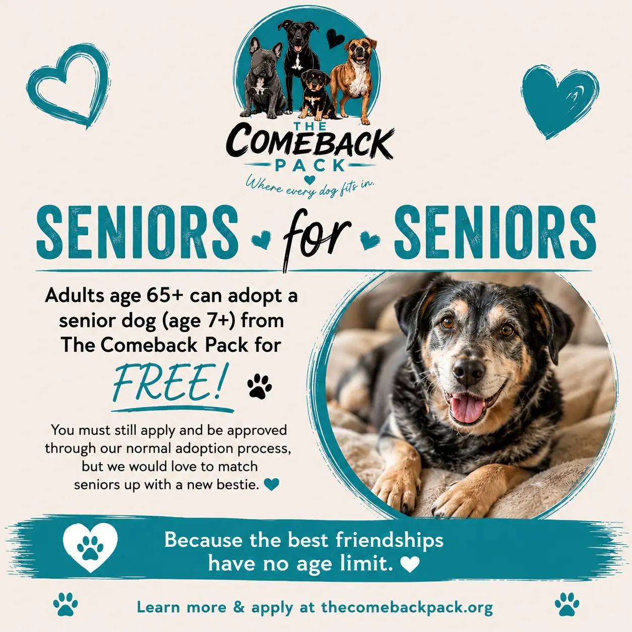The Comeback Pack "Seniors for Seniors" flyer with a photo of a smiling senior mixed-breed dog, reading "Adults age 65+ can adopt a senior dog (age 7+) for FREE"