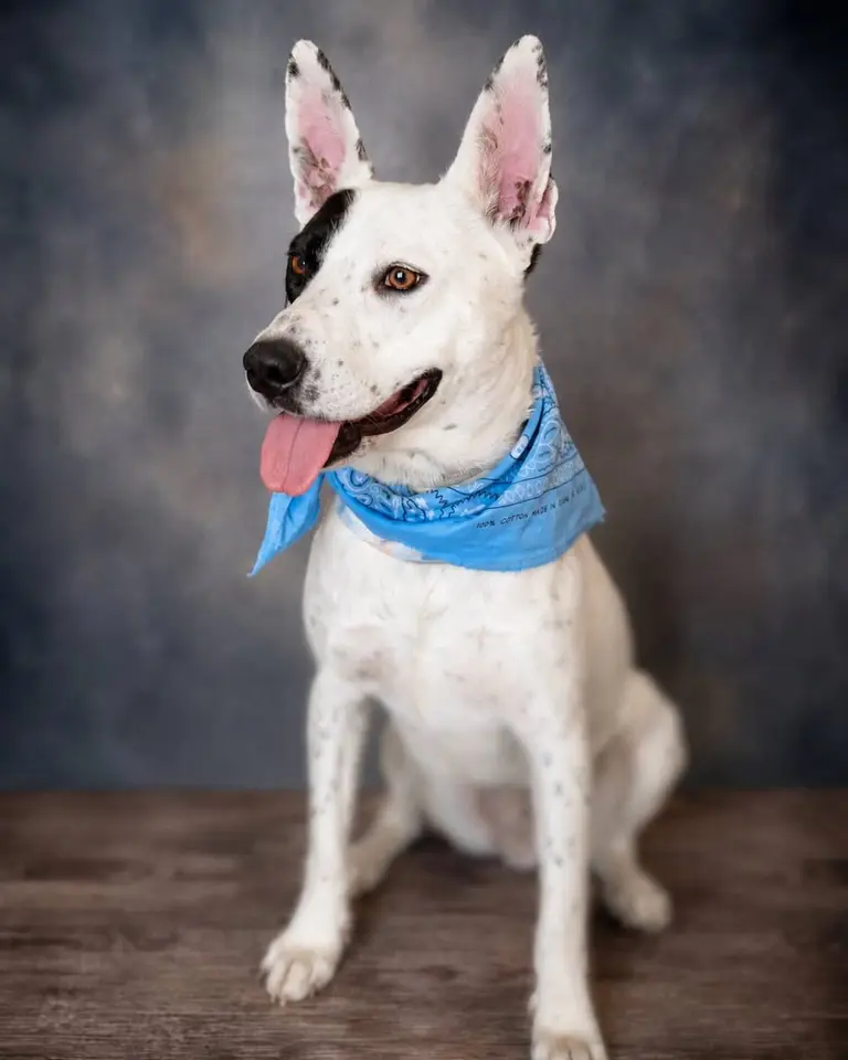 Shawshank, a white dog with a black patch over one eye and speckled ears, sitting on a wood floor against a grey studio backdrop in a blue paisley bandana with his tongue out