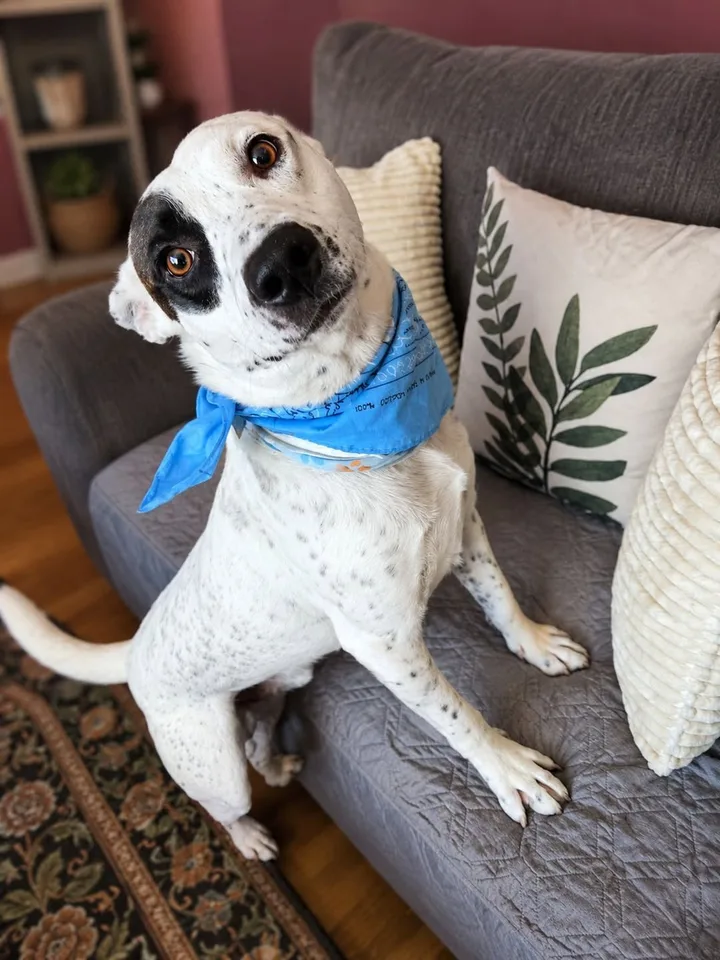 Shawshank, a white dog with black patches around his eyes and nose, sitting on a grey couch in a blue bandana with his head tilted at the camera