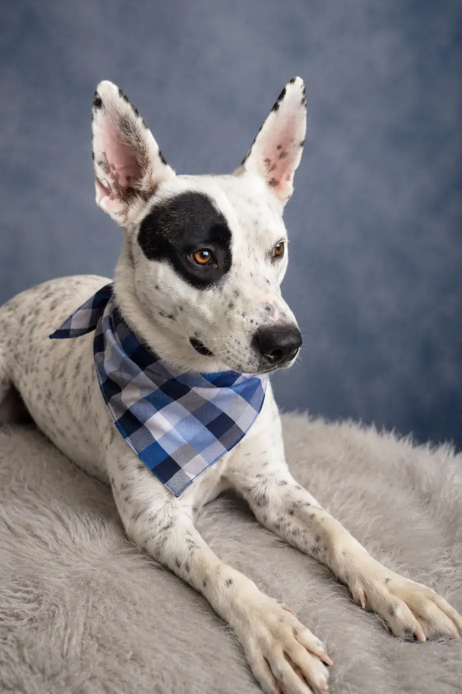 Shawshank, a white dog with black spots and pointed ears, wearing a blue plaid bandana, lying down