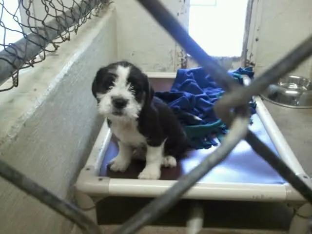 A puppy waiting in a shelter kennel