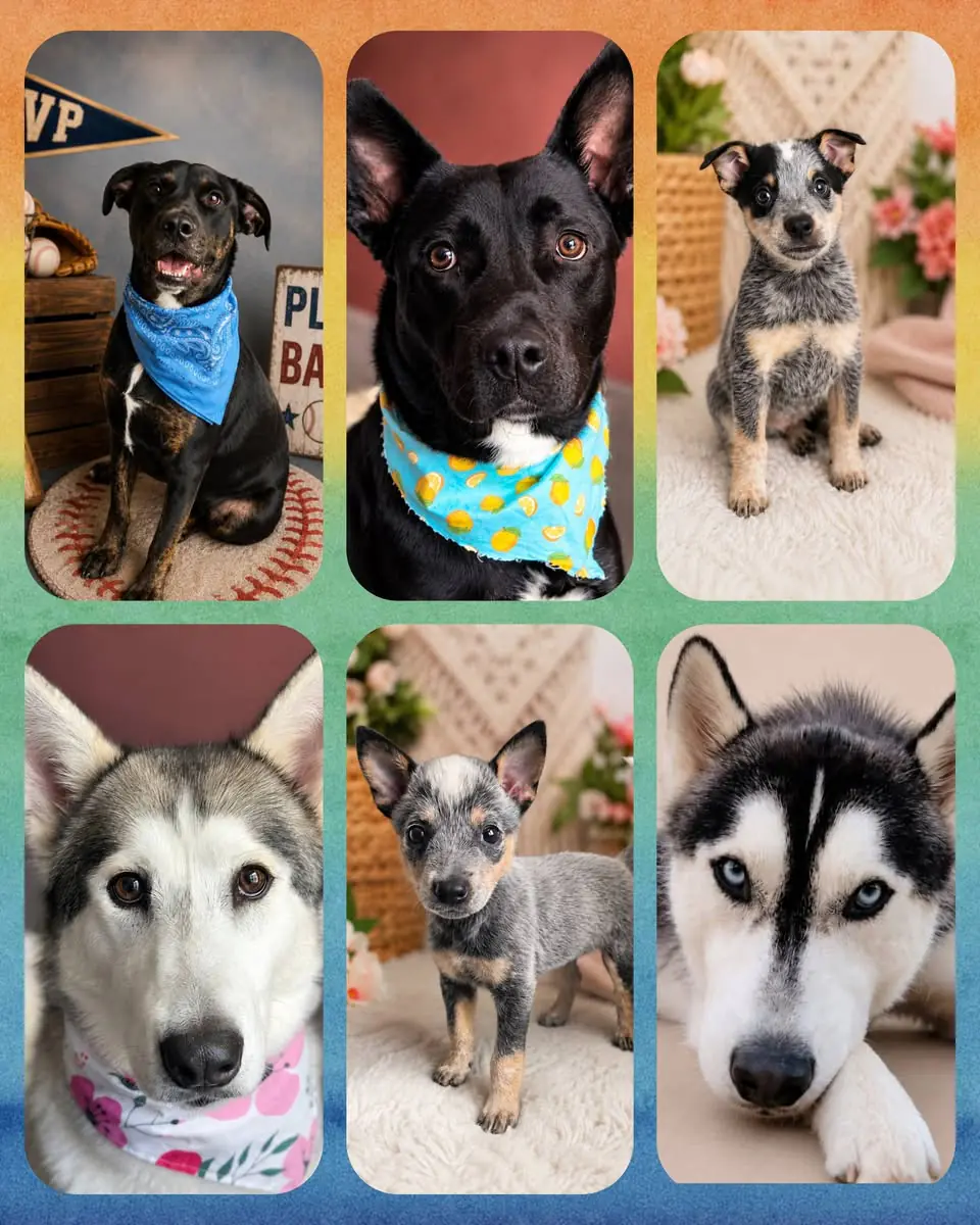 Photo collage of six rescue dogs saved by The Comeback Pack, including two huskies, a cattle dog puppy, and three other dogs in bandanas