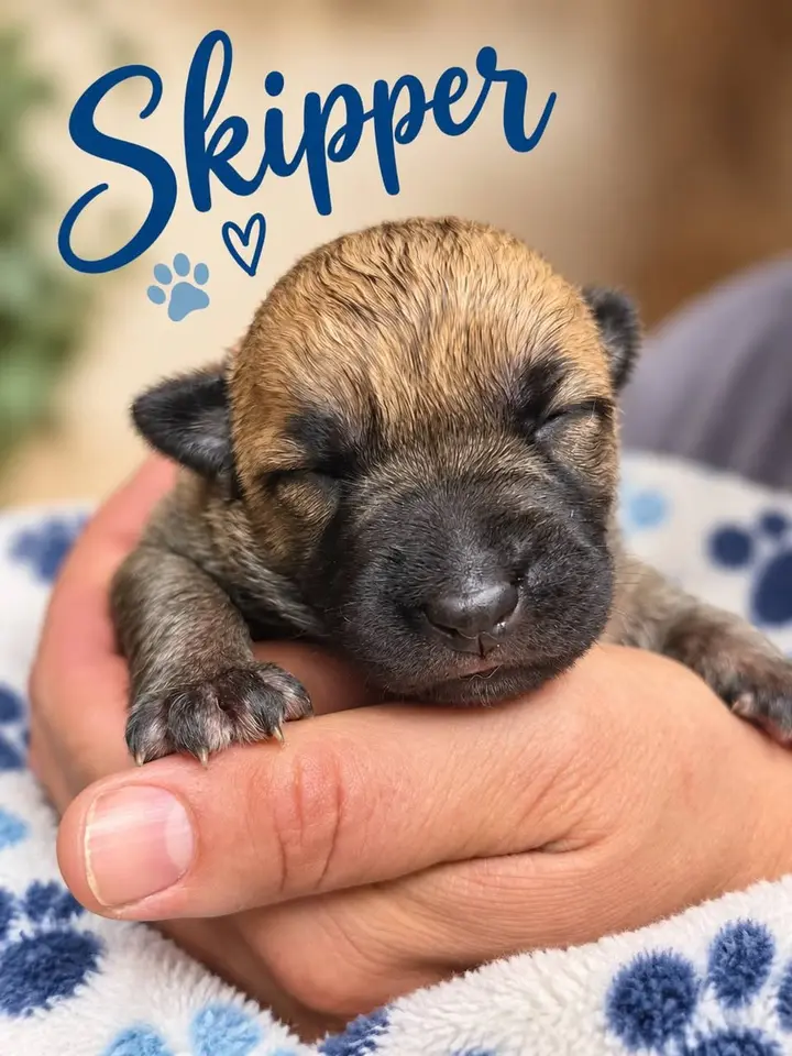 Skipper, a newborn tan puppy with a dark muzzle and his eyes still closed, held in a hand over a blue paw-print blanket