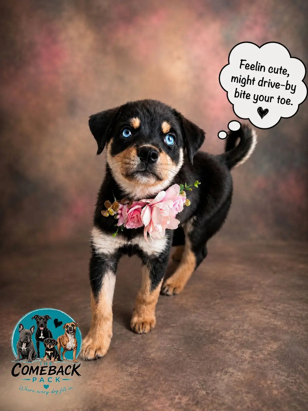 Stormy Skye in a pink flower collar, walking toward the camera, with a thought bubble reading "Feelin cute, might drive-by bite your toe"