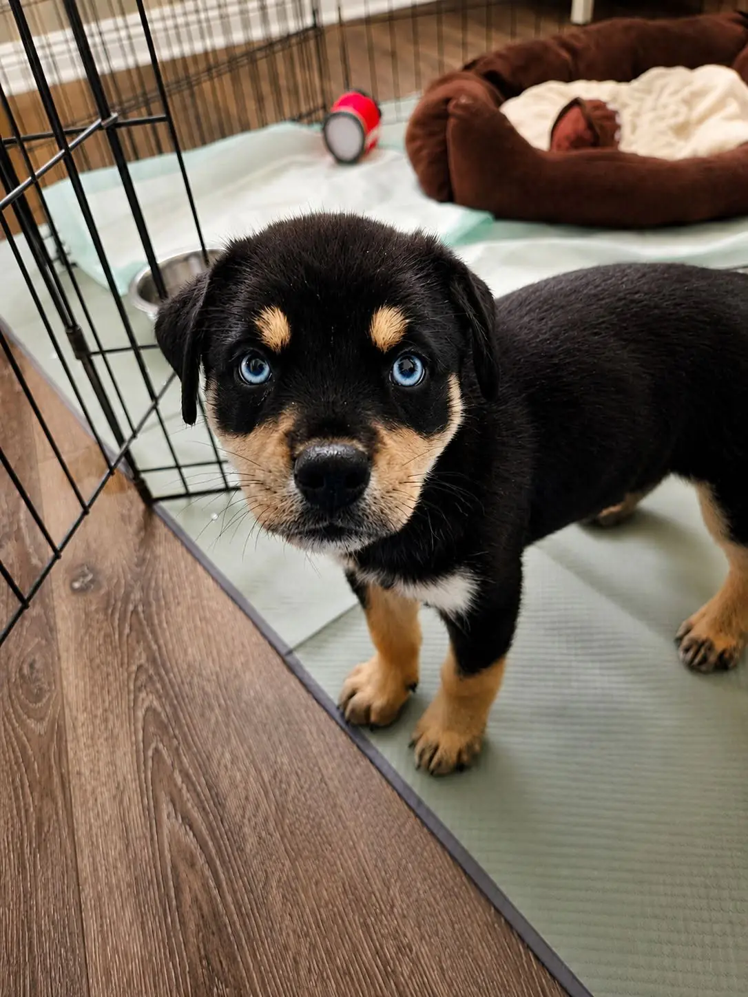 Stormy Skye, a black and tan puppy with striking blue eyes, standing in her quarantine pen