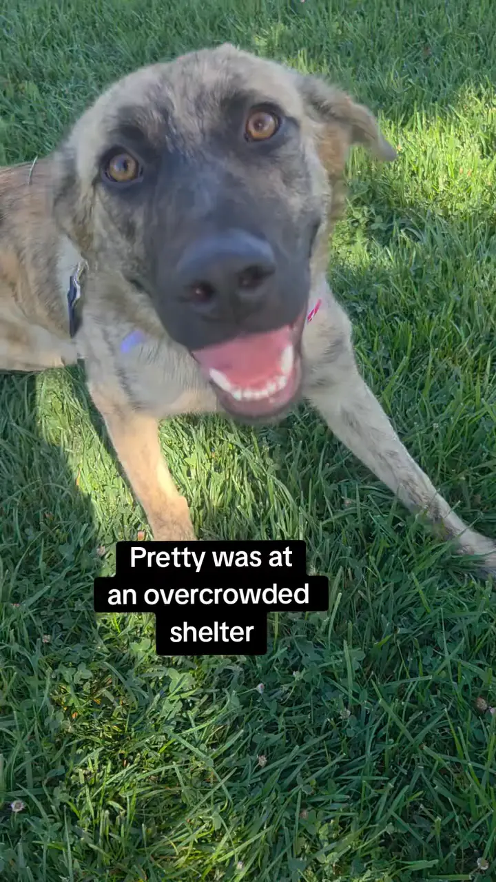 Pretty, a brindled tan and black shepherd mix, lying in sunlit grass and smiling up at the camera, with on-screen text reading "Pretty was at an overcrowded shelter"