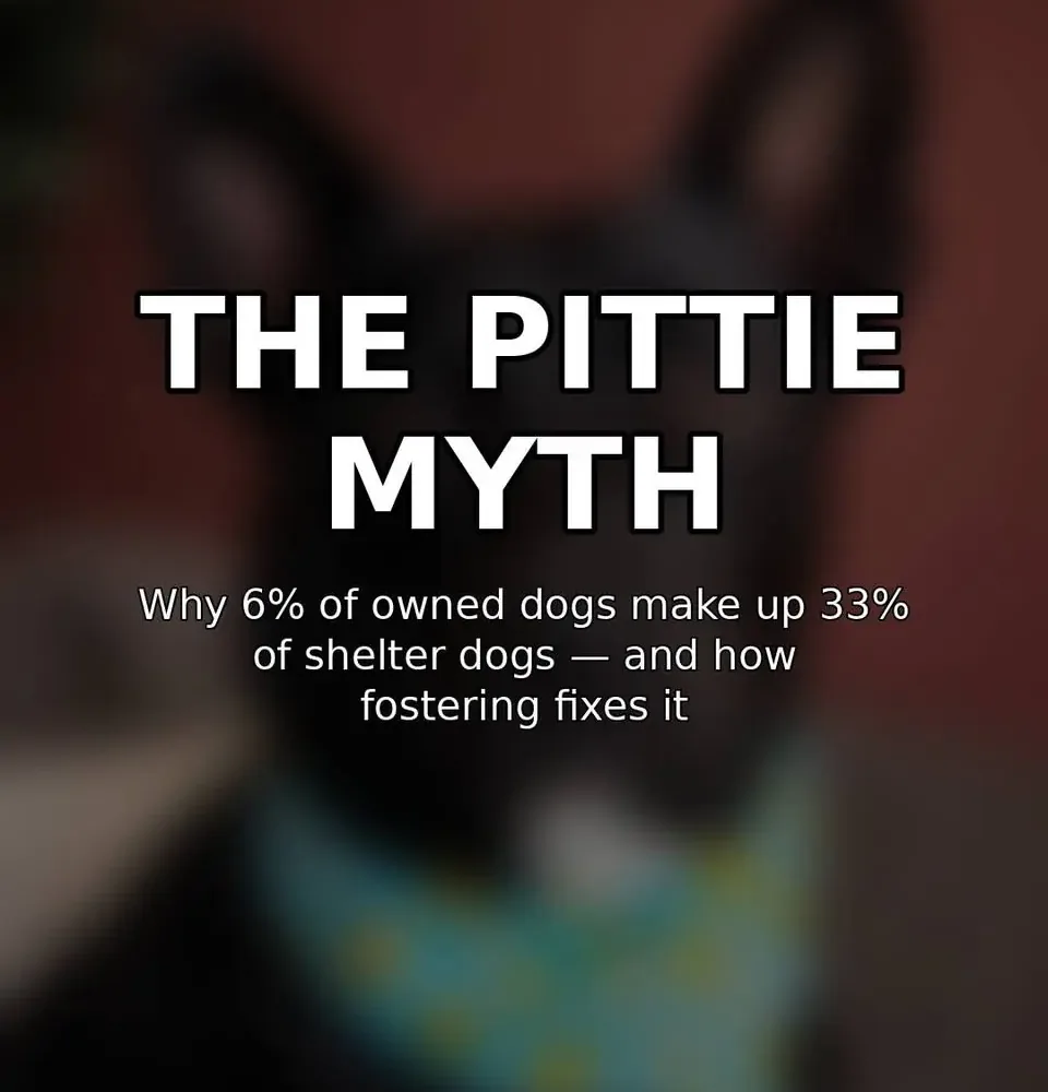 Graphic titled 'The Pittie Myth' introducing why 6% of owned dogs make up 33% of shelter dogs, and how fostering fixes it