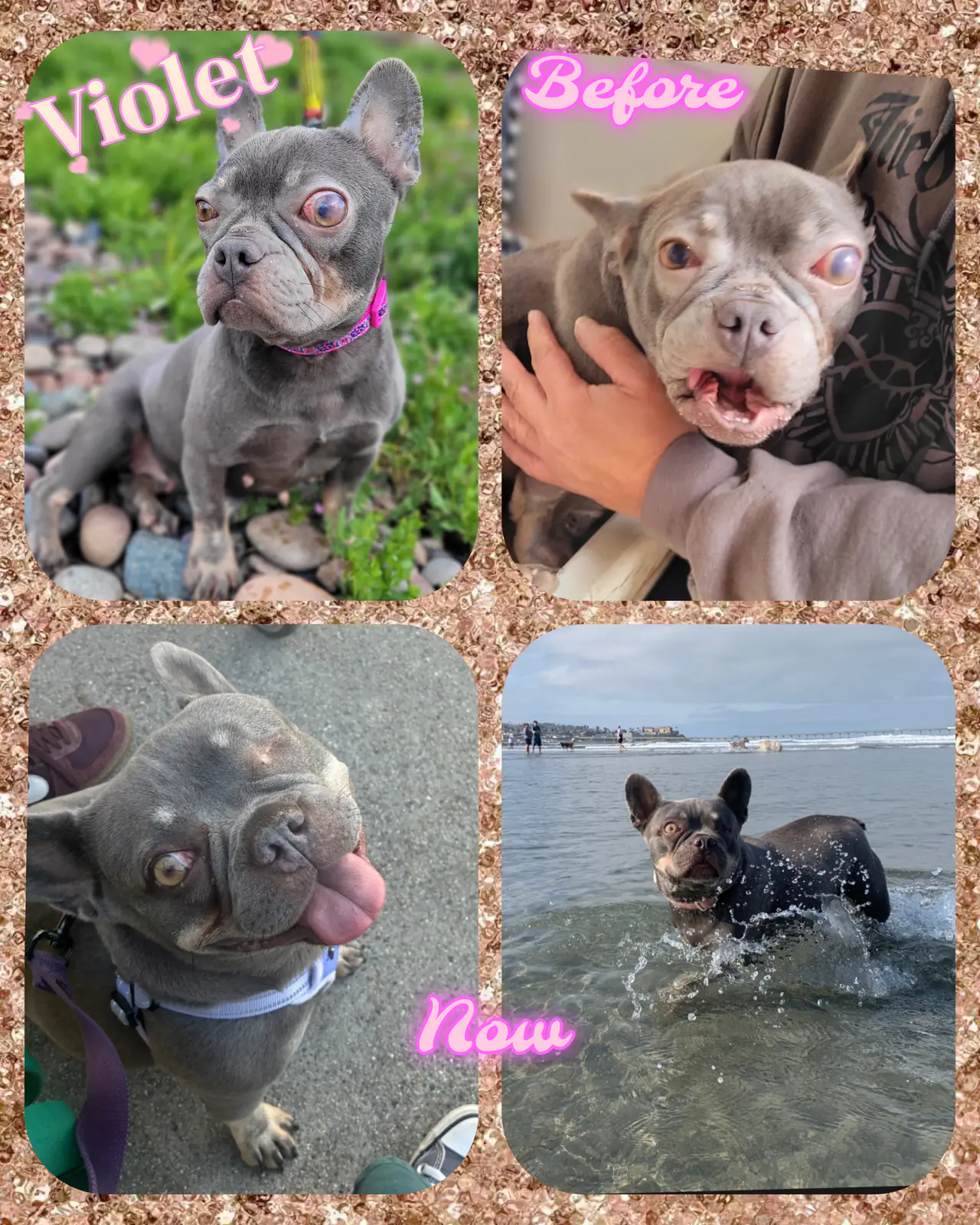 Violet before and after her rescue and eye-removal surgery, now thriving and playing at the beach